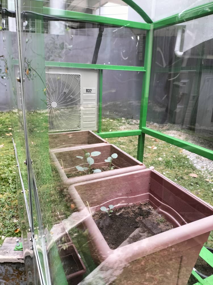 Day 1 of plants living with conventional compressor.